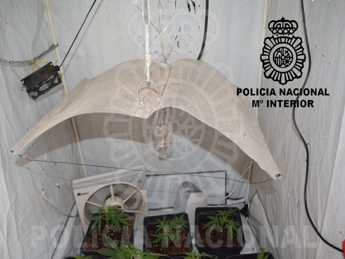 Algunas de las plantas de marihuana encontradas
