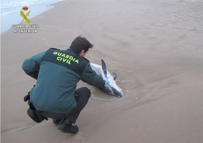 Delfín hallado en una playa de Sueca 
