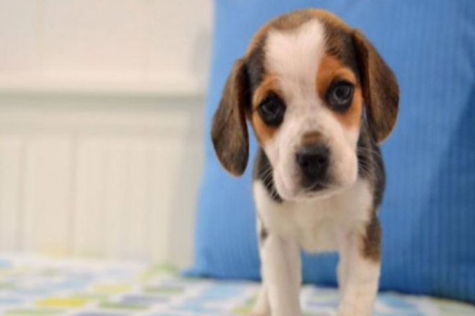 Melendi y Julia aumentan la familia...¡Con Canaya!