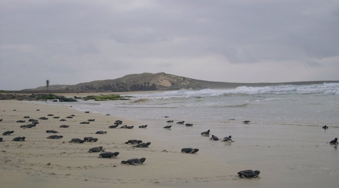 Nuevas tortugas se dirigen al mar
