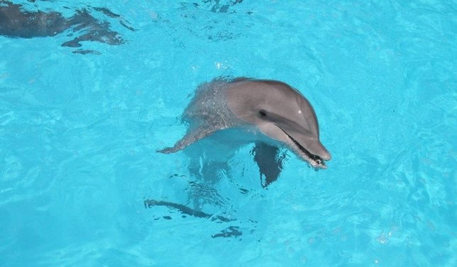 Clausuran un delfinario en México, delfines