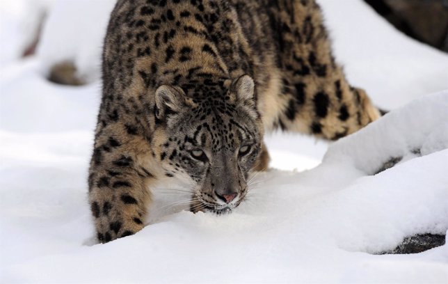 Leopardo de las nieves