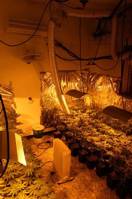 Plantación de marihuana descubierta en la operación 'Grandpa'
