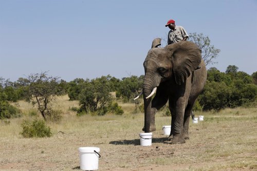Elefante recibiendo entrenamiento para detectar explosivos en Sudáfrica