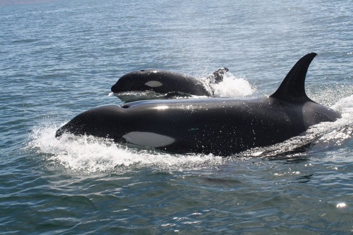 Turimagia ofrece viajes temáticos para avistar ballenas