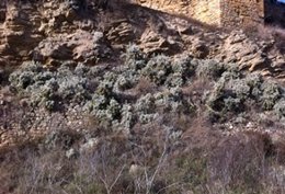 El cactus de Arizona fue introducido en Catalunya como planta ornamental