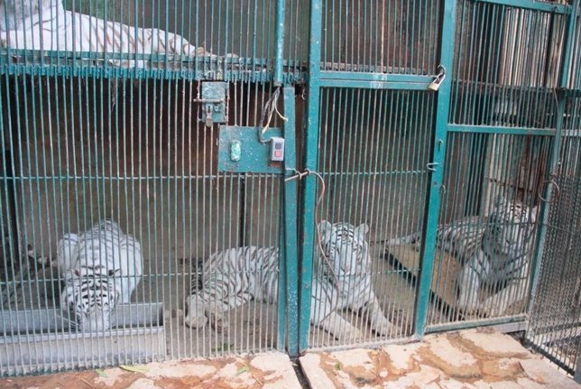 Rescatan 101 animales de un zoo de México en penosas condiciones
