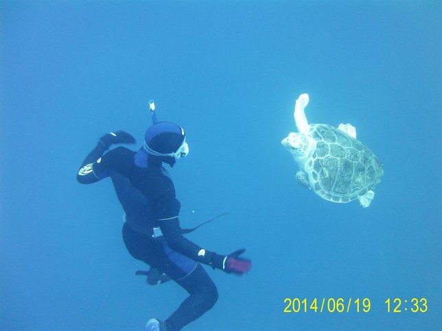 Proyecto para la detección acústica de las tortugas marinas