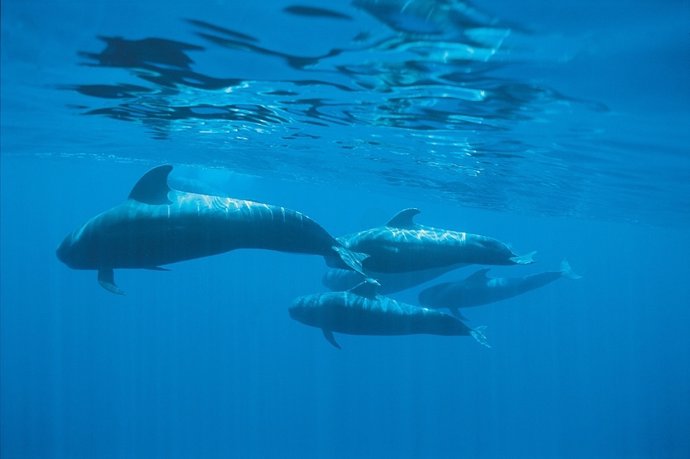 Cetáceos en aguas de Tenerife