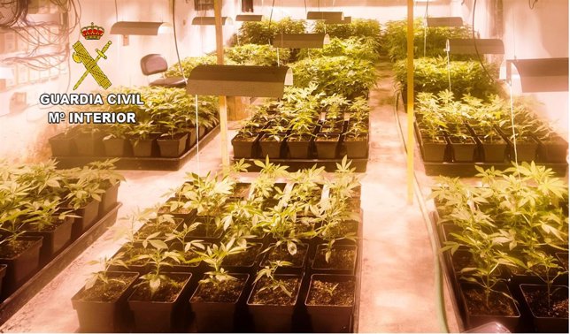 Imagen del centro de cultivo “indoor” desmantelado en Zamora 