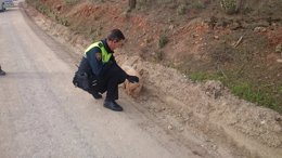 Agentes de la Policía Local de Granada capturan a una cerda vietnamita