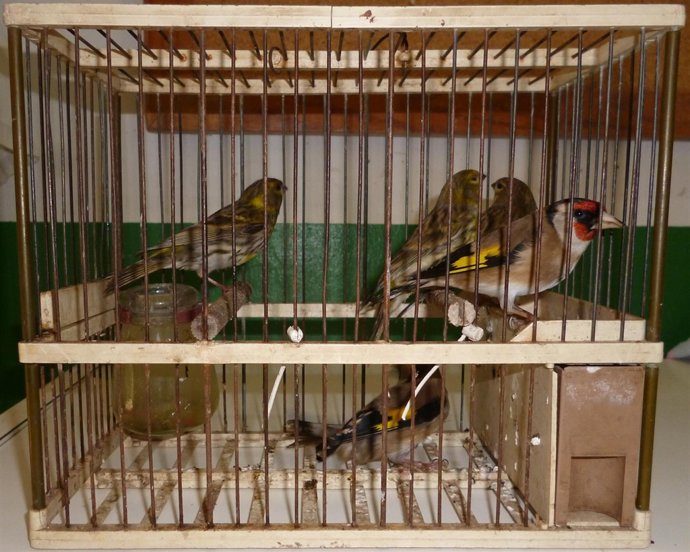 Agentes rurales denuncian a un cazador furtivo de pájaros en San Feliu