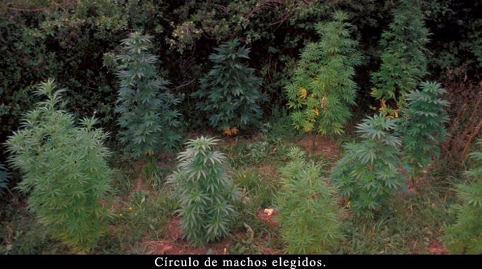 Plantación de marihuana. 
