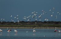 Andalucía difunde su oferta de turismo ornitológico y de naturaleza