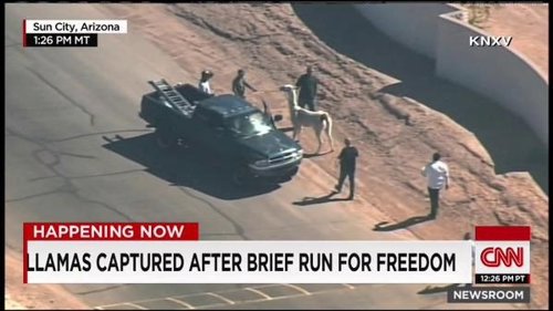 Policía captura llamas