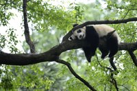 Aumenta en casi un 17 por ciento la población de osos panda en libertad en China