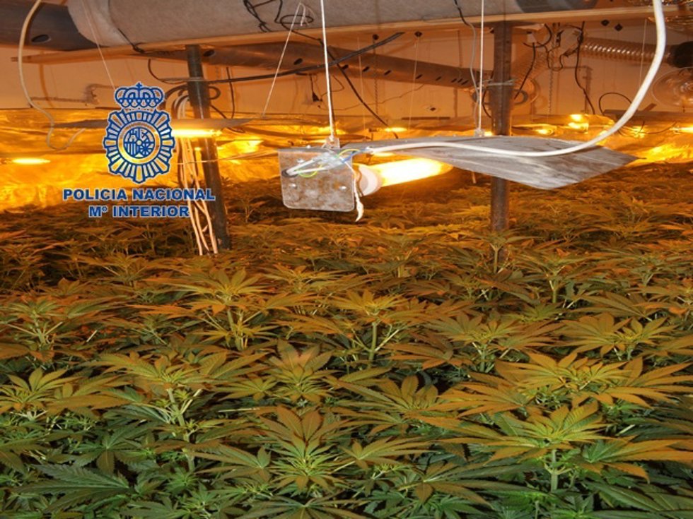 Plantación localizada por la Policía en la provincia de Valencia