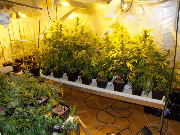 Detenido un vecino de Reus por poseer 216 plantas de marihuana