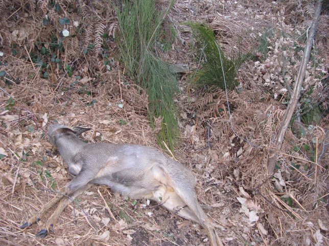 Animal cazado con lazo de acero en Quiroga (Lugo).