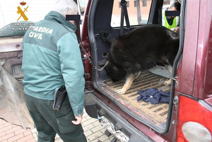 Los perros buscan hachís