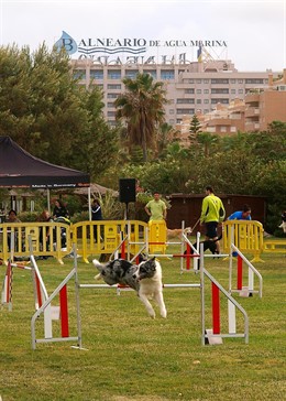 Exhibición canina este fin de semana en Marina D'Or