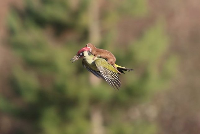 Una comadreja volando a lomos de un pájaro carpintero
