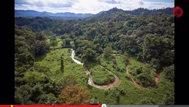 Selva Honduras