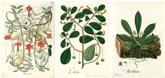 Ilustraciones Botánicas