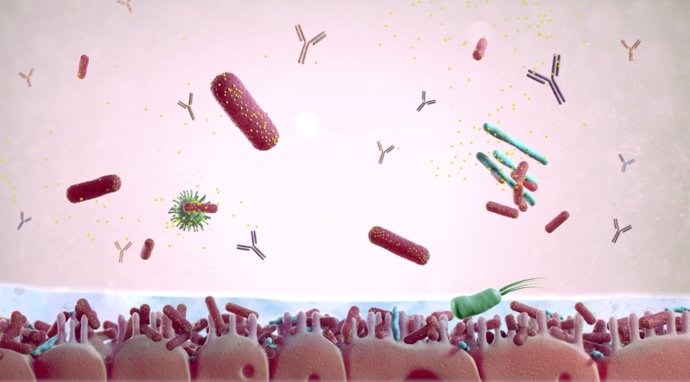 Simulación Lactobacillus Reuteri Protectis