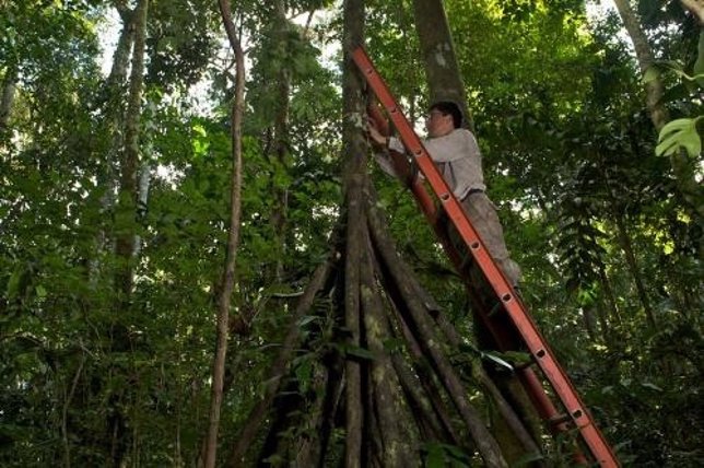 Árboles Afectados Por La Sequía