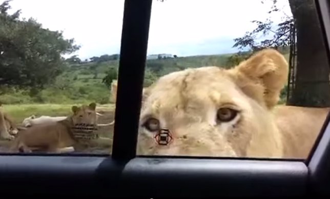 Una leona logra abrir la puerta de un coche de safari