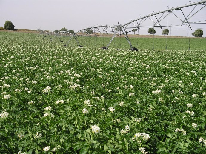 Campo de patatas.