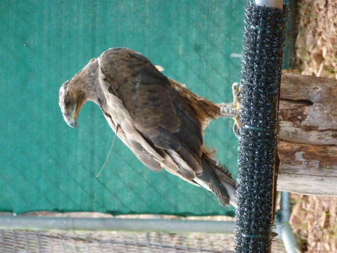 Un ejemplar de águila de Bonelli