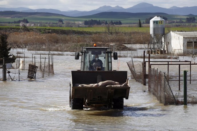 SARGA retira los cadáveres de los animales muertos tras la riada