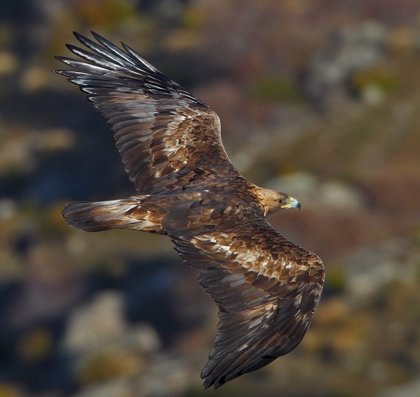 Cemex y BirdLife mejorarán el hábitat del águila real en las canteras
