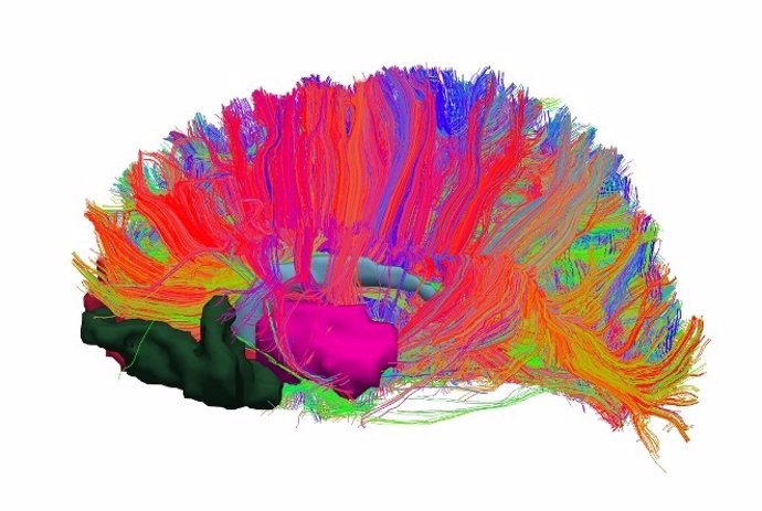 UB: Identifican Alteraciones En El Sistema De Recompensa Cerebral De Las Persona