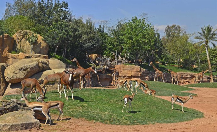 Bioparc Valencia