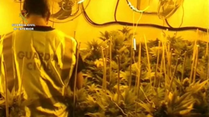Plantación indoor marihuana en un garanje de collbató