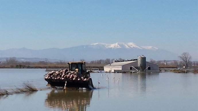Recogida de animales muertos por la crecida del Ebro