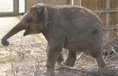 Buba cunple dos años
