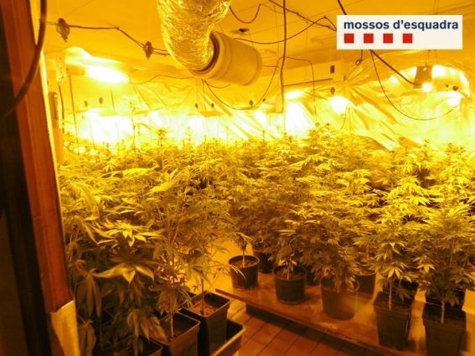 Plantación de marihuana en Darnius
