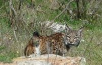 Diez linces viven en Extremadura tras su reintroducción en 2014