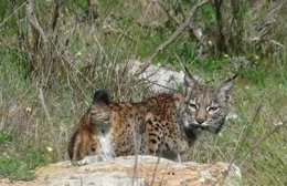 Lince