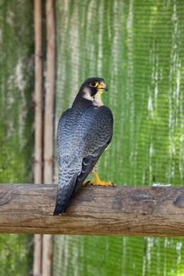 Halcón que se está recuperando en El Saler