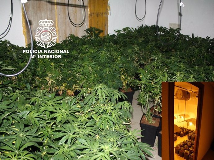 Plantación de marihuana en Las Gabias