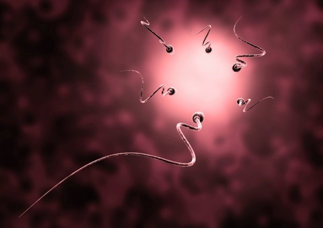 Esperma, espermatozoides