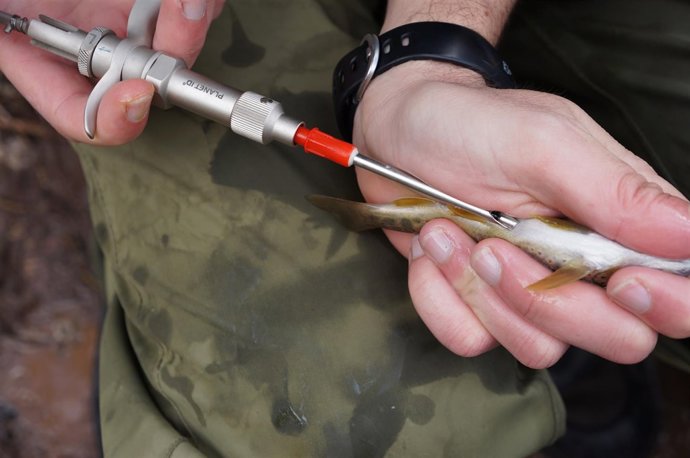 Estudio de truchas en la Vall Fosca (Lleida)