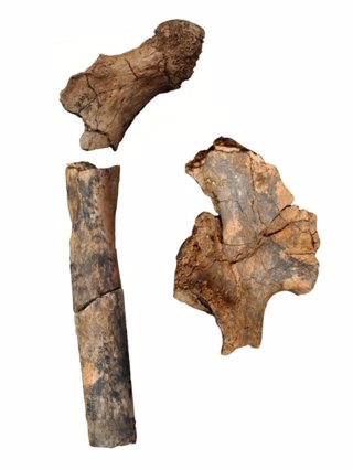 Femur de homo de hace 1,9 millones de años