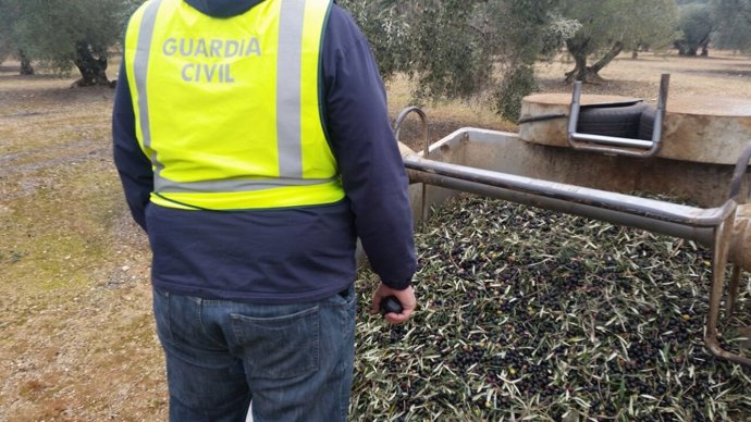 La Guardia Civil recupera 85.550 kilos de aceitunas