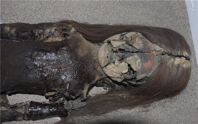 Las momias Chinchorro, ¿por qué se degradan tras 7.000 años?